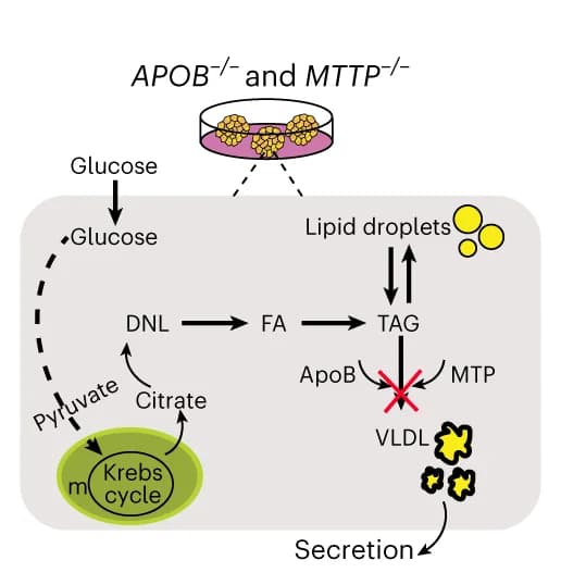 Open access visualization of Workflow, Flowchart, Illustration, Mechanism, Lipid Accumulation