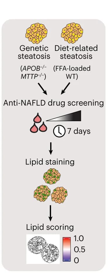 Open access visualization of Workflow, Flowchart, Illustration, NAFLD, Drug Screening