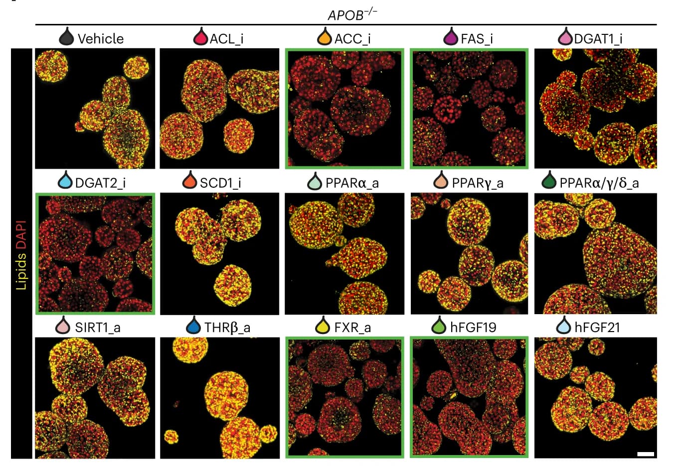 Open access visualization of Microscopy, Nile Red, Lipid Staining, APOB -/- Organoids, Drugs