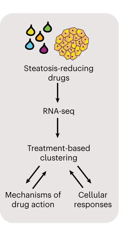 Open access visualization of Workflow, Flowchart, Illustration, Steatosis-Reducing Drugs, Whole-Transcriptomic Level