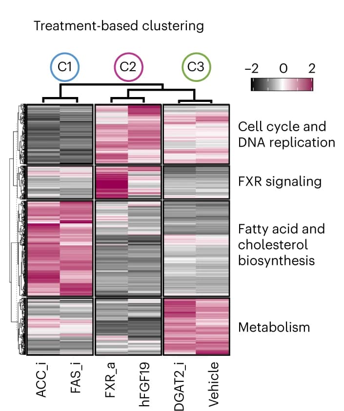 Open access visualization of Heatmap, Clustered, Treatment-Based Clustering, Biological Processes, Gene Cluster