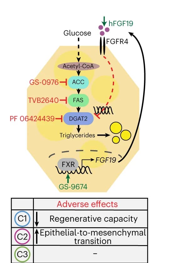 Open access visualization of Workflow, Pathway, Table Image, Steatosis-Reducing Drugs, Mechanism of Action