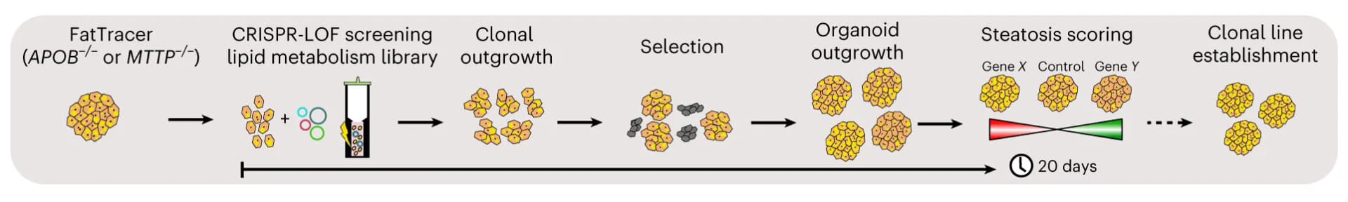 Open access visualization of Workflow, Flowchart, Illustration, CRISPR-LOF Screening, FatTracer