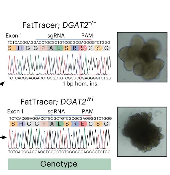 Open access visualization of Microscopy, Line Plot, Sanger Trace Sequences, Organoid Lines