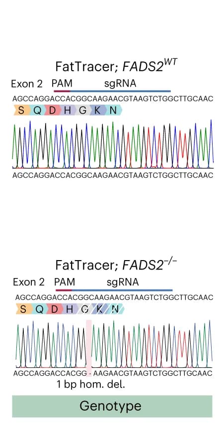 Open access visualization of Line Plot, Sanger Trace Sequences, FADS2 Genotypes, Organoid Cultures