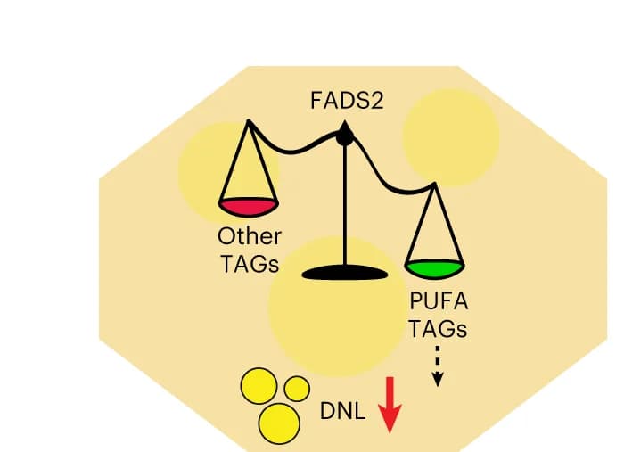 Open access visualization of Illustration, Workflow, Flowchart, FADS2, Hepatic Steatosis