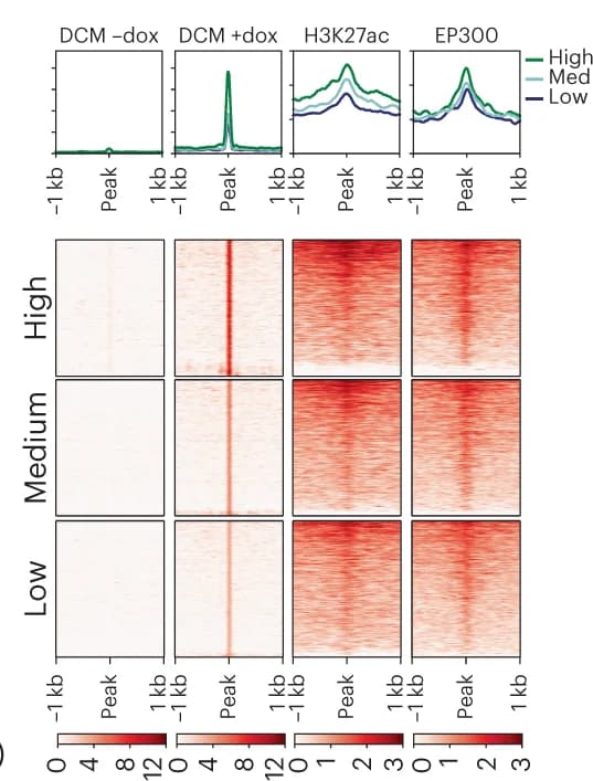 Open access visualization of Heatmap, Line Plot, Heat Map, ChIP-seq, H3K27ac