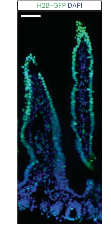Open access visualization of Microscopy, Immunocytochemistry, H2B-GFP, DNA, DAPI