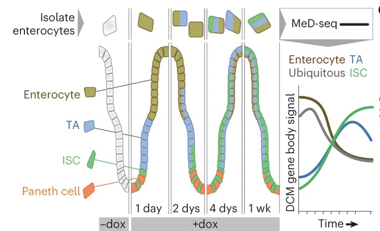Open access visualization of Illustration, Workflow, Line Plot, Experimental Procedure, Mice