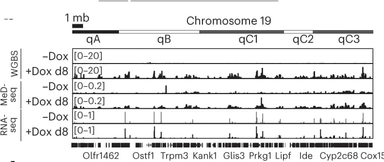 Open access visualization of Line Plot, Genome Browser, Chromosome 19, WGBS, MeD-seq