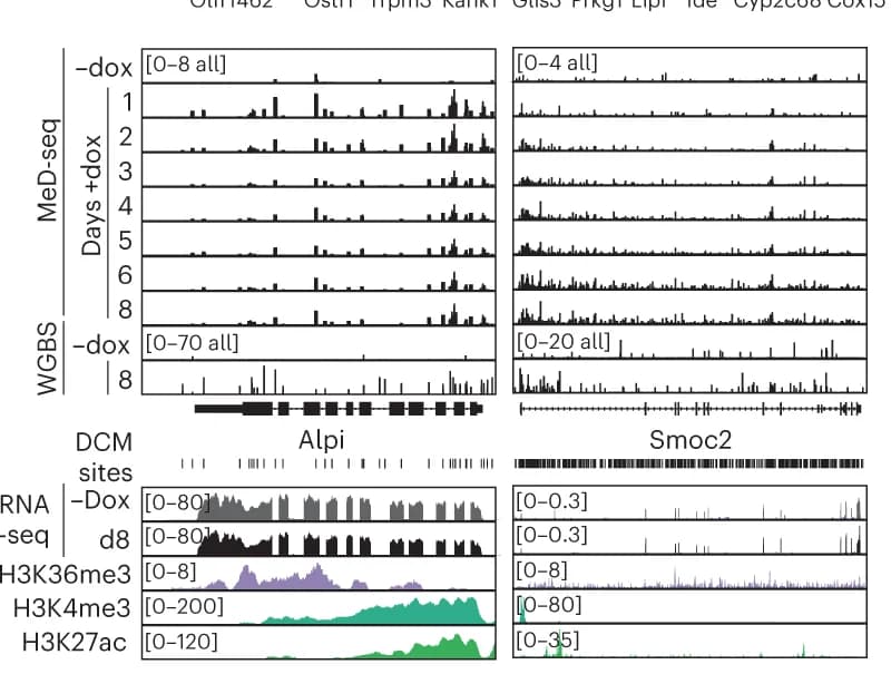 Open access visualization of Line Plot, Bar Plot, Genome Browser, MeD-seq DCM, WGBS