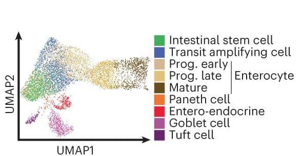 Open access visualization of UMAP, Jejunum, scRNA-seq Data, Cell Types