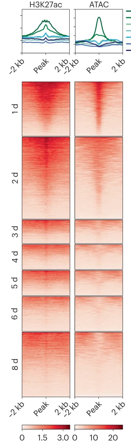 Open access visualization of Heatmap, Line Plot, Heat Map, H3K27ac ChIP-Seq, ATAC-Seq