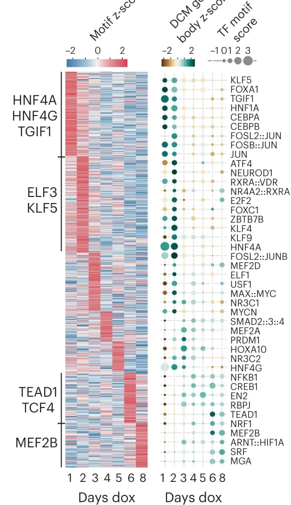 Open access visualization of Heatmap, Bubble Plot, Heat Map, TF Motif Dynamics, Intergenic DCM DMRs
