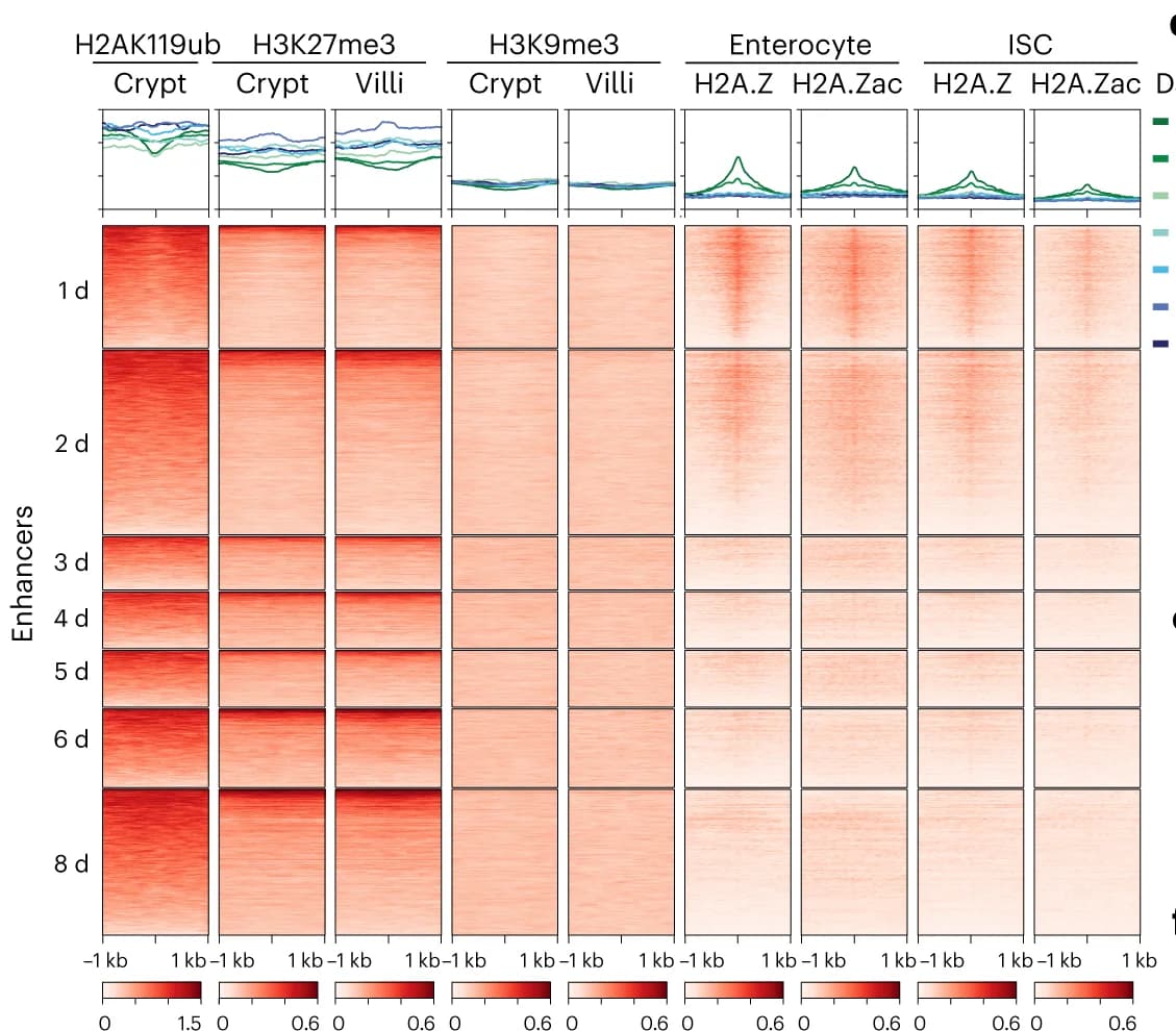 Open access visualization of Heatmap, Line Plot, Heat Map, H2A119ub, H3K27me3