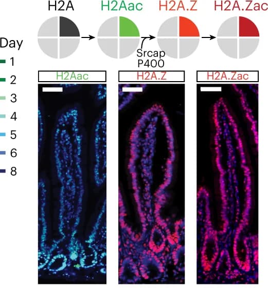 Open access visualization of Microscopy, Pie Chart, Illustration, H2A Modifications, Immunocytochemistry