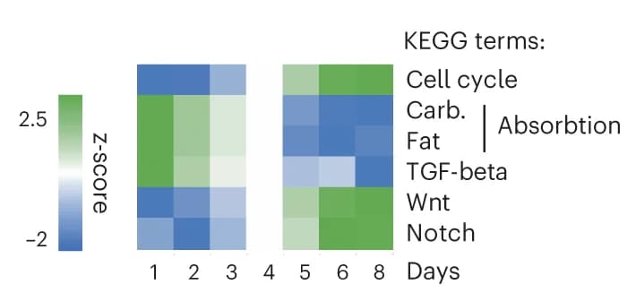Open access visualization of Heatmap, KEGG pathway enrichment analysis