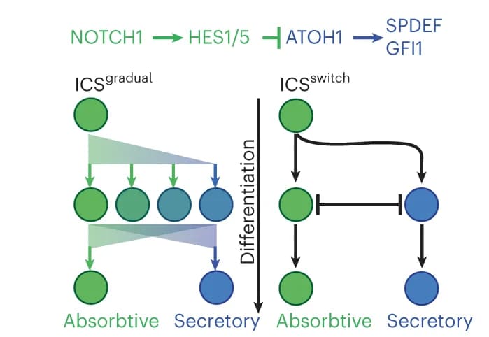 Open access visualization of Workflow, Flowchart, Notch signaling pathway, ISC differentiation, Absorptive lineage