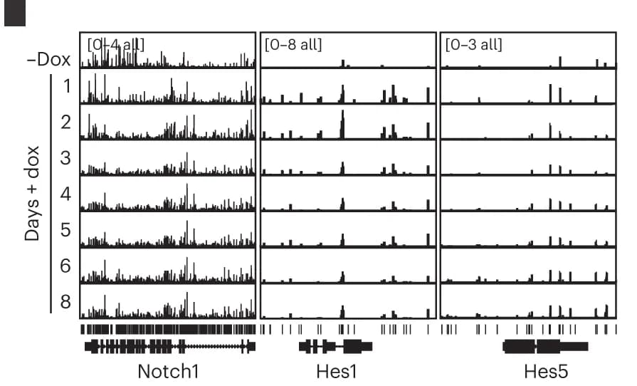 Open access visualization of Bar Plot, Genome browser view, MeD-seq DCM reads, Notch1, Hes1