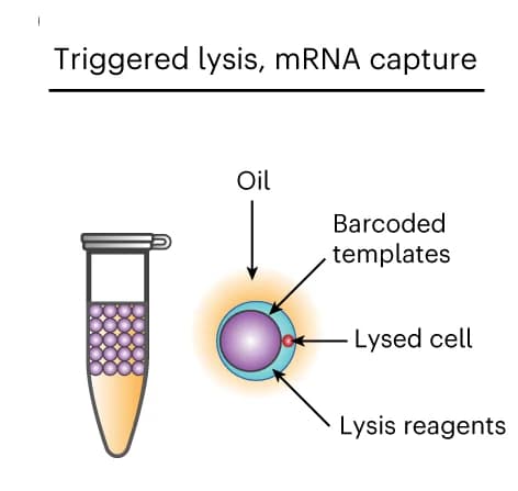 Open access visualization of Workflow, Illustration, Heat activation, Lysis, mRNA