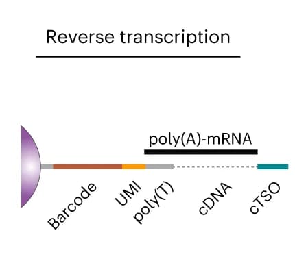 Open access visualization of Workflow, Illustration, Oil removal, Reverse transcription, mRNA