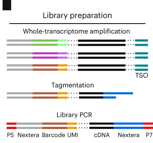 Open access visualization of Workflow, Illustration, cDNA, Illumina sequencing