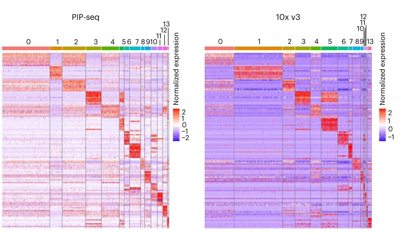 Open access visualization of Heatmap, Cell Clustering, Marker Genes, PIP-seq Data, 10x Genomics Data