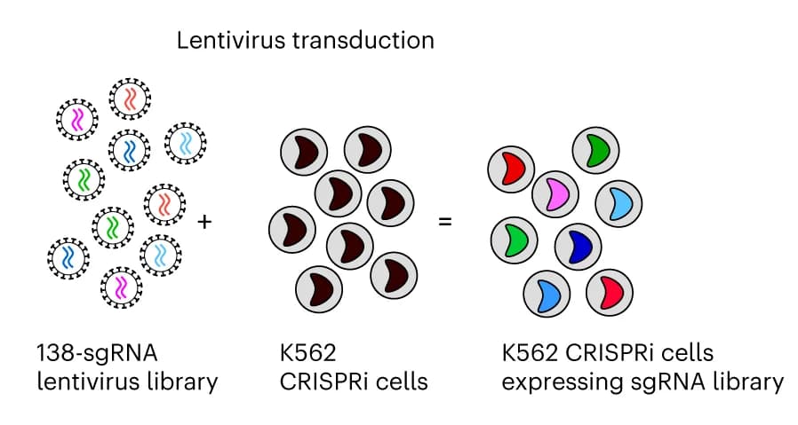 Open access visualization of Workflow, Illustration, Lentiviral transduction, CRISPRi library, K562 cells