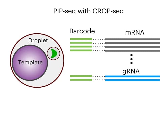 Open access visualization of Illustration, Workflow, mRNA, sgRNA, PIP-seq