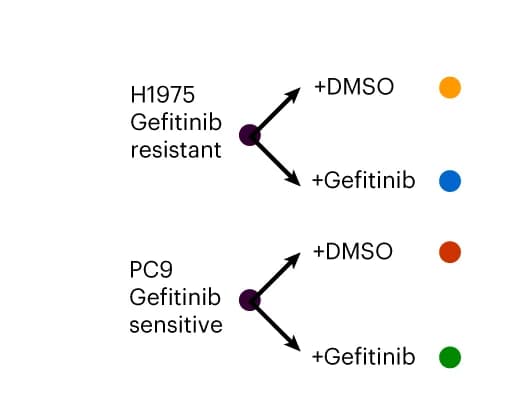Open access visualization of Workflow, Flowchart, Lung Adenocarcinoma Cell Lines, Gefitinib, DMSO