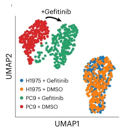 Open access visualization of UMAP, Scatter Plot, scRNA-seq Data, Drug Treatment, Transcriptional Perturbations
