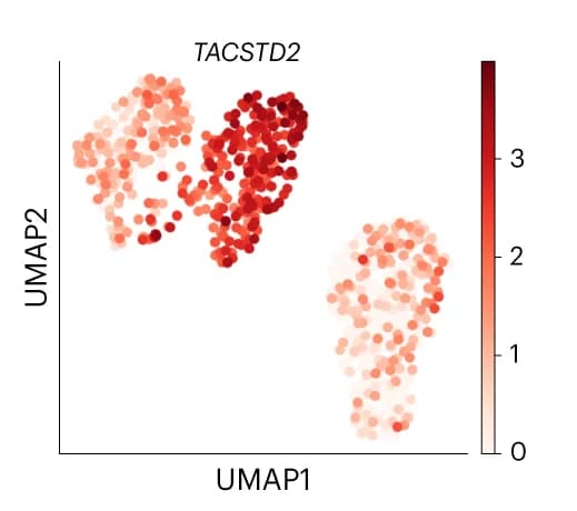 Open access visualization of Scatter Plot, UMAP, TACSTD2 Expression, PC9 Cells, Gefitinib