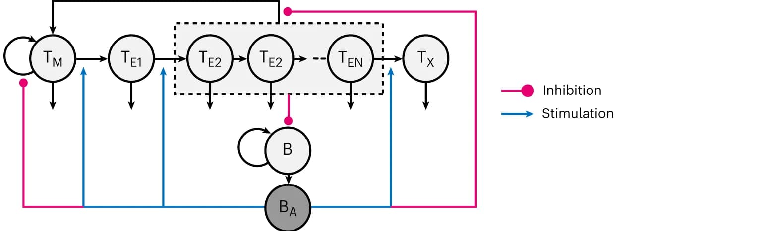 Open access visualization of Workflow, Flowchart, T Memory Cells, T Effector Cells, Exhausted T Cells