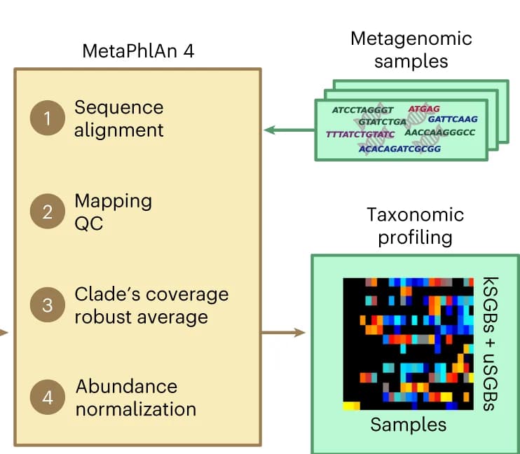 Open access visualization of Workflow, Heatmap, Marker Database, MetaPhlAn 4, Species-Level Genome Bins