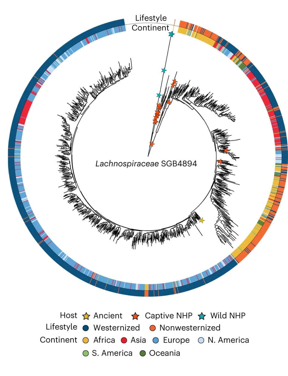 Open access visualization of Network, Lachnospiraceae SGB4894, Genetic Diversity, Geographic Origin, Lifestyle