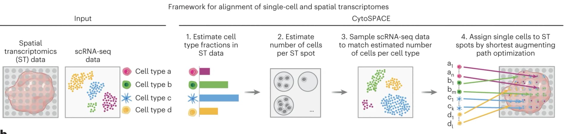 Open access visualization of Workflow, Flowchart, CytoSPACE Workflow, ST Dataset, scRNA-seq Dataset