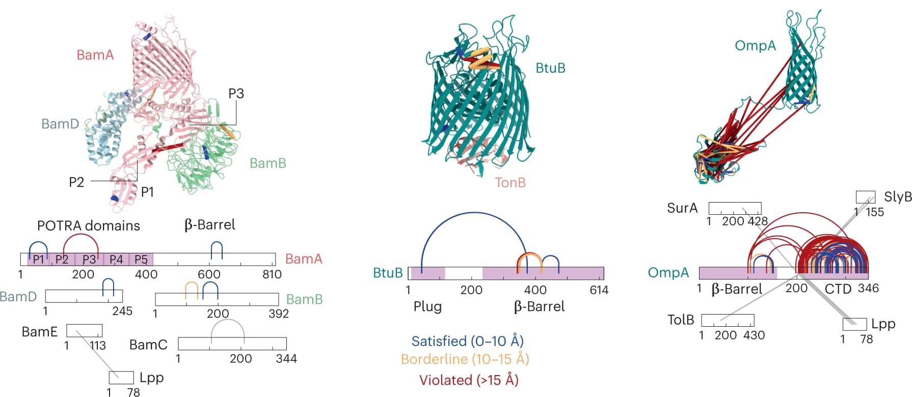 Open access visualization of Protein Structure, Network, Chord, Distance Restraint Analysis, Outer Membrane Proteins