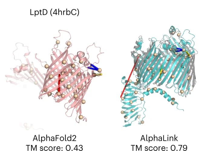Open access visualization of Protein Structure, Outer Membrane Lipopolysaccharide Assembly Protein, Protein Prediction