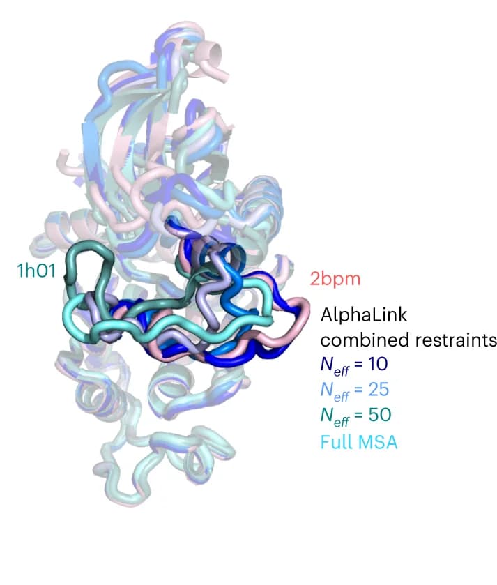 Open access visualization of Protein Structure, Restraints, Crosslinks, Cyclin E, AlphaFold2