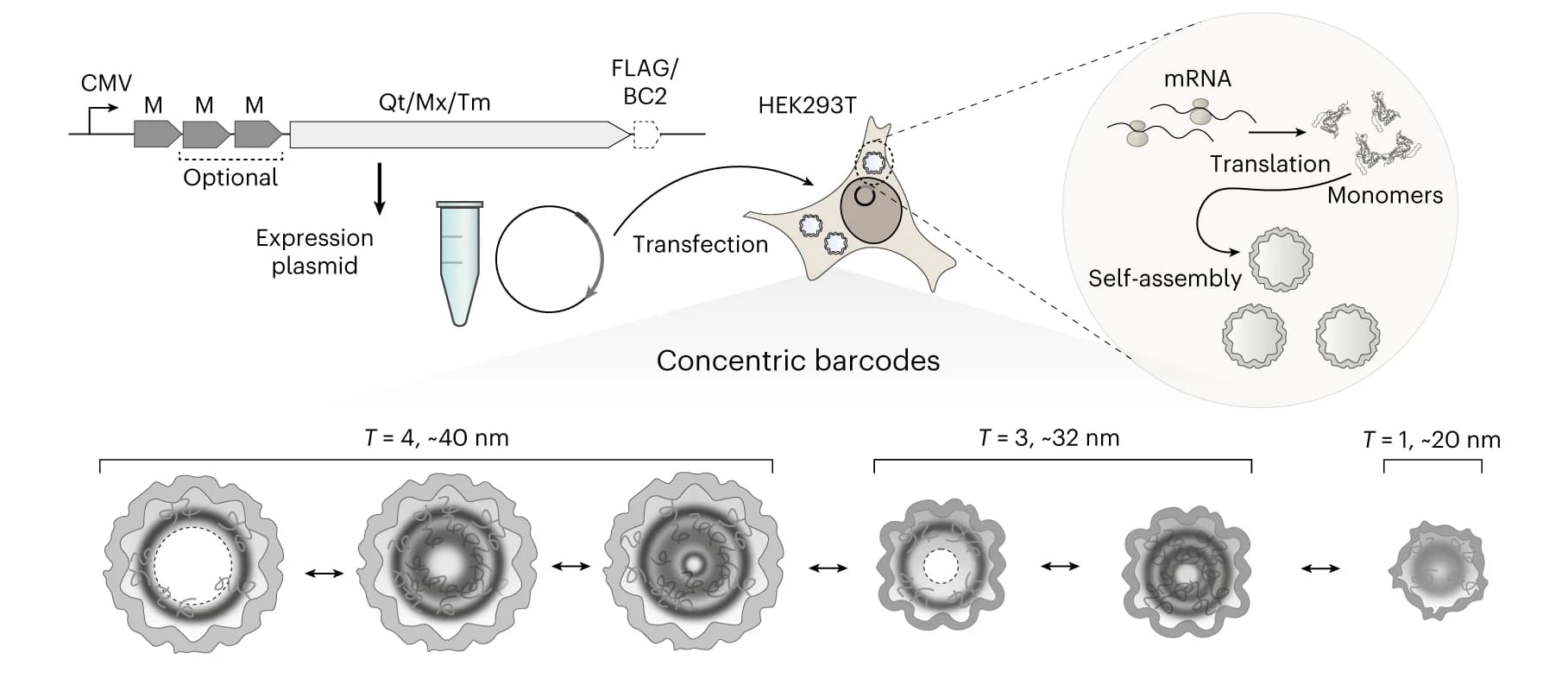 Open access visualization of Workflow, Illustration, Encapsulin Monomers, Metallothioneins, EMcapsulins