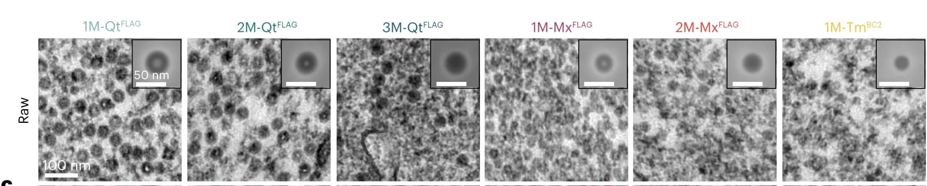Open access visualization of Microscopy, TEM Micrographs, HEK293T Cells, EMcapsulin Variants, Image Patches