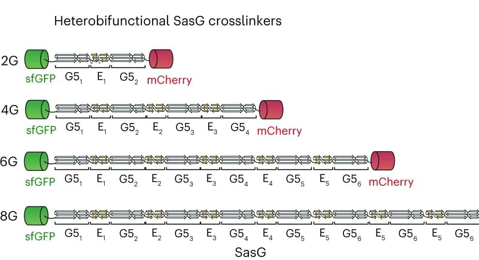 Open access visualization of Illustration, SasG, sfGFP, mCherry, Cross-linker