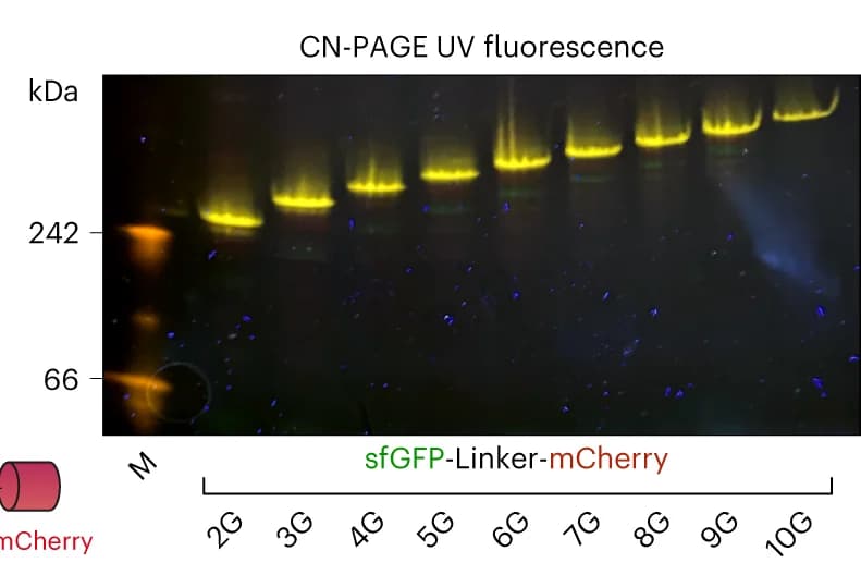 Open access visualization of Gel, CN PAGE, UV illumination, HEK293T Cells, sfGFP-SasG-mCherry