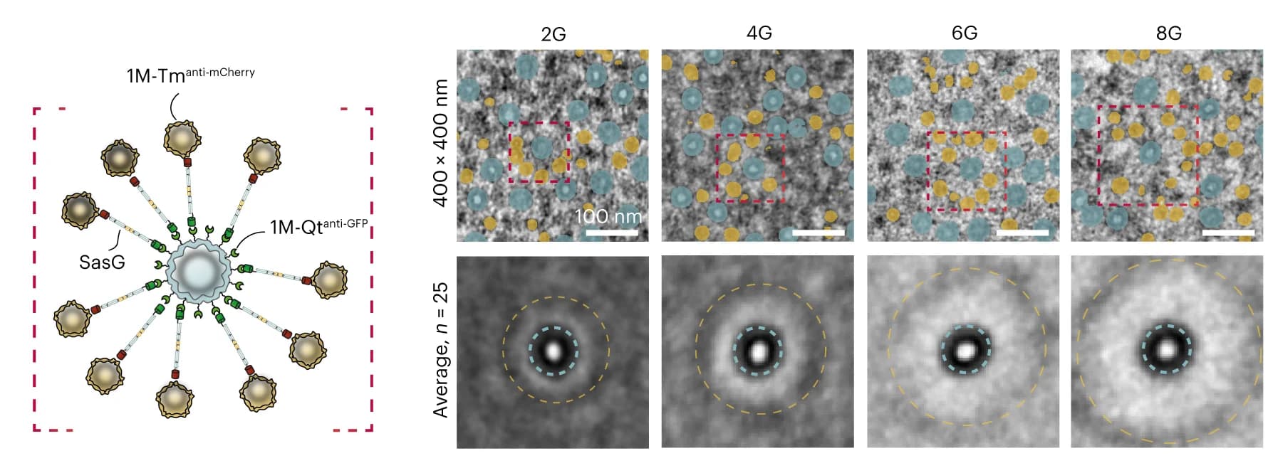 Open access visualization of Microscopy, Illustration, 1M-Qt anti-GFP, 1M-Tm anti-mCherry, SasG Cross-linkers