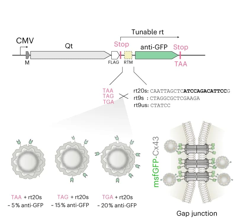 Open access visualization of Workflow, Illustration, EMcapsulin Monomers, Ribosomal rt Cassettes, Stop Codons