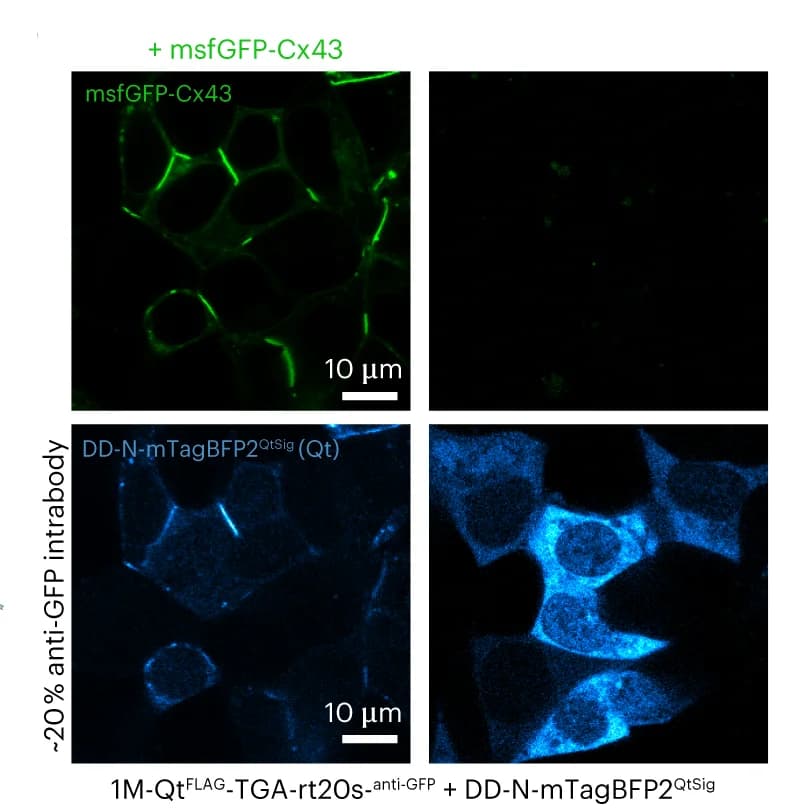 Open access visualization of Microscopy, Confocal Microscopy, HEK293T, Gap Junction Protein, Anti-GFP Intrabodies