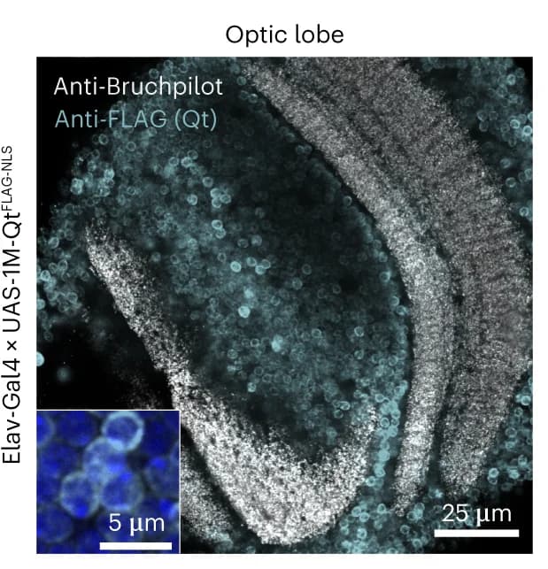 Open access visualization of Microscopy, Fluorescence Confocal Microscopy, Optic Lobe, Drosophila, Pan-neuronal Expression