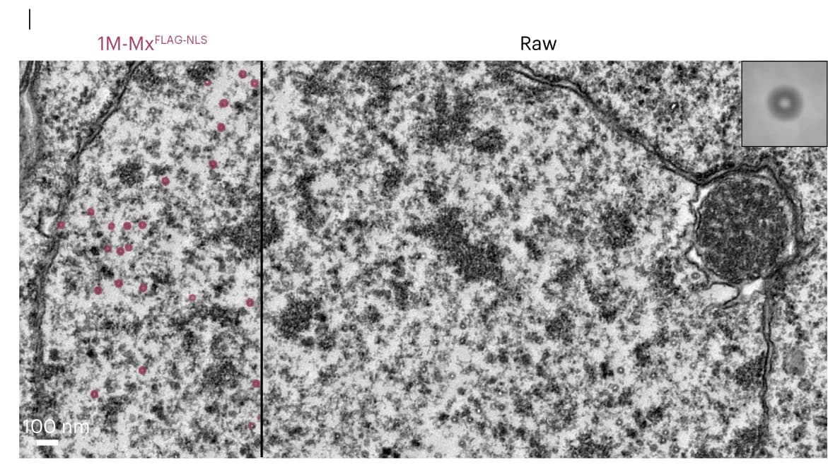 Open access visualization of Microscopy, TEM Micrographs, Semantic Segmentation Maps, EMcapsulin