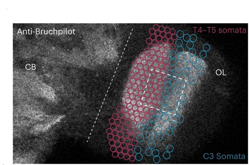 Open access visualization of Microscopy, Fluorescence Confocal Microscopy, Central Brain, Optic Lobe