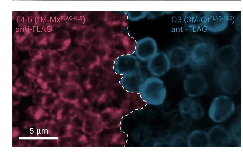 Open access visualization of Microscopy, Drosophila, Optic Lobe, EMcapsulins, Somata